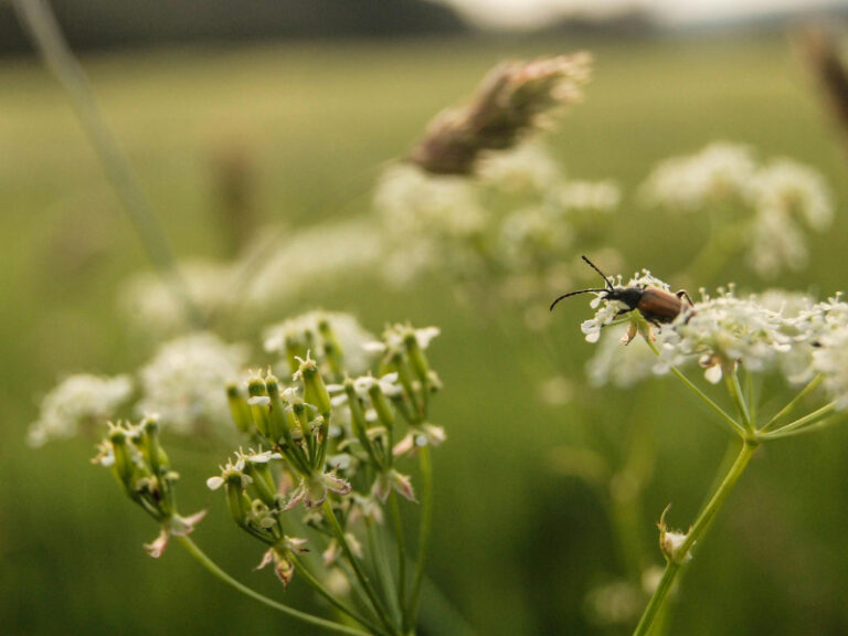Juli – Hochsommer im Garten
