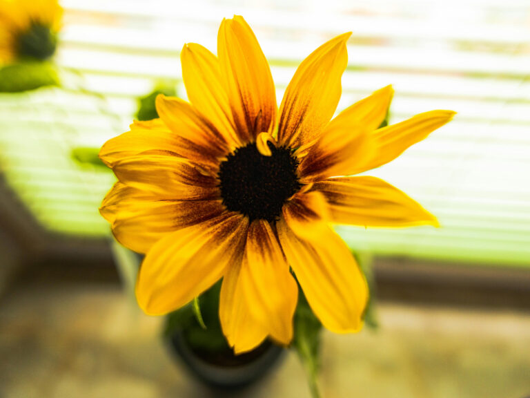 August – Ernte auf dem Höhepunkt
